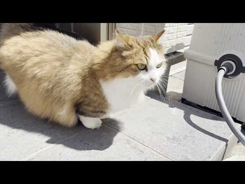 珍しく外に出てきてトイレ掃除を眺める猫 サムネイル