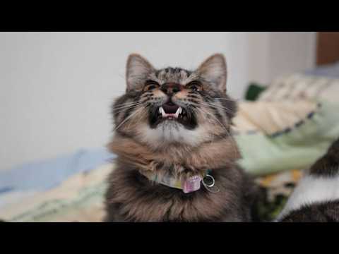 クロとさばたろうのかかか　Cats Chirping　260328 サムネイル