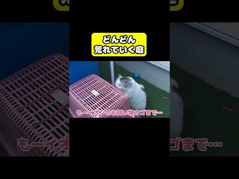 どんどん荒れていく庭　猫 おもしろ アテレコ ニャンチューバーつくし サムネイル