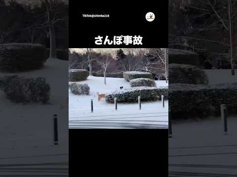 大暴走の末…｜PECO サムネイル