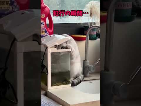 「もう…お腹いっぱい…💘」って言ってる猫