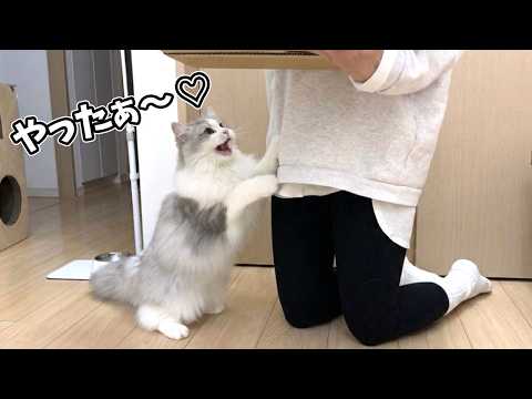 生後半年記念にママからのサプライズプレゼントが嬉しくて喜ぶ子猫が可愛すぎる！ サムネイル