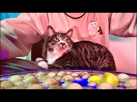 99%が5分で眠くなる｜猫×水の音ASMR Deep Relax ASMR｜Cat Purring & Wooden… サムネイル