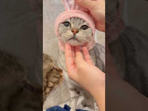 足長マンチカン、可愛すぎて人間のIQを下げてしまう...笑 cat 猫