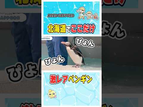 北海道でここだけ⁉️ 激レアペンギンに会える水族館🐧｜AOAO SAPPORO サムネイル
