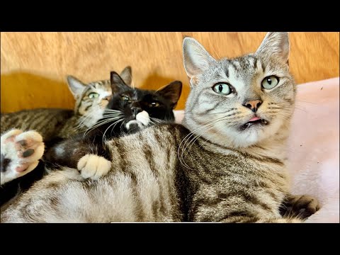 99%が5分で眠くなる😴 猫のゴロゴロ×Water Wood ASMR サムネイル