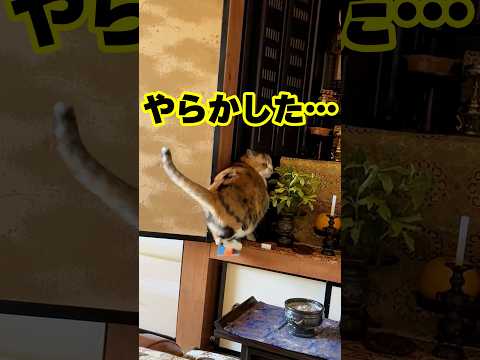 イタズラ失敗｜PECO