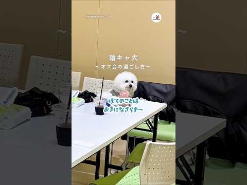 陰キャ犬のオフ会の過ごし方｜PECO サムネイル