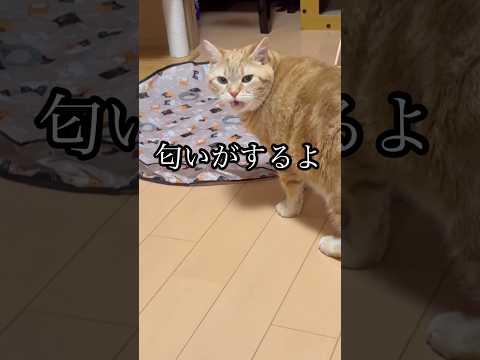 匂いがするよ ねこ cat アメショ うめ サムネイル