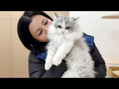 急に見知らぬ美女が家に来たらオス猫達が甘えん坊になってすごかった！ サムネイル