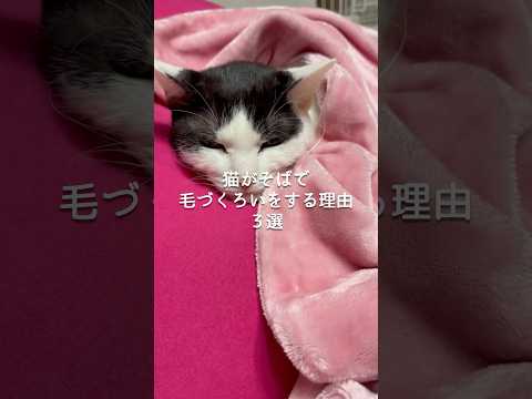 猫がそばで毛づくろいをする理由3選 猫 ねこ 保護猫 猫のいる暮らし 猫好きさんと繋がりたい ねこのいる生活 ねこ動画… サムネイル