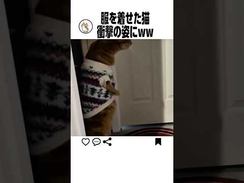 服を着せた猫の衝撃の末路 サムネイル