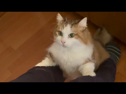 膝の上に乗りたくてウズウズする猫 サムネイル