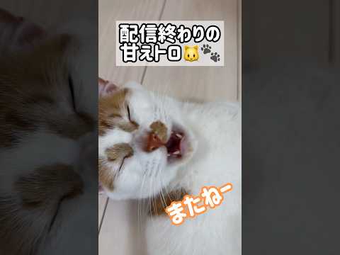 配信終わりに甘えてなくトロ！ shorts サムネイル