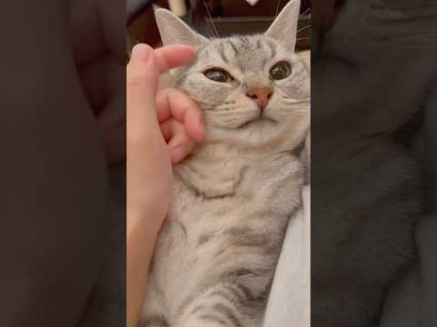一日中寝てた猫、必死に働く人間...!! cat 猫 サムネイル
