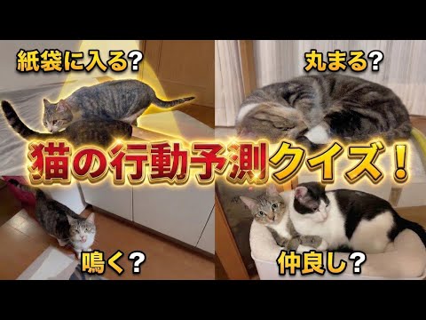 【全問正解率1%】愛猫家なら分かって当然⁉︎ 猫の『0.5秒後』当て超難問クイズ サムネイル