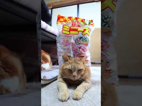 日清ミニーズ　260313　のせ猫　 cat　 cute　 kitty　 ねこ　 猫のいる暮らし　 kitten　 ネ… サムネイル