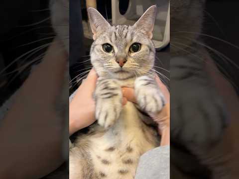 一日中寝てた猫、疲れて猫の声が聞こえるママwww cat 猫 サムネイル