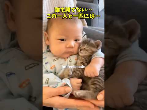 最強です❤️ 猫 cat cats cute サムネイル