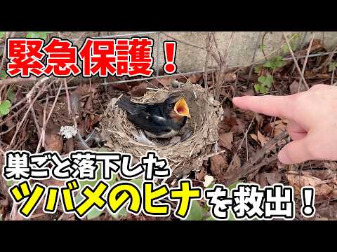 【緊急保護!】巣ごと落ちてしまったツバメの雛を保護しました!【保護から巣立ちまでの記録】