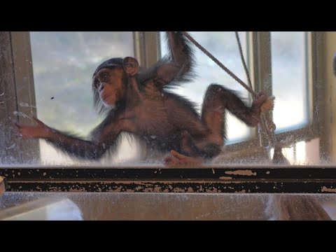 多摩動物公園のチンパンジーに隠された衝撃の真実！見逃せない最新情報 サムネイル