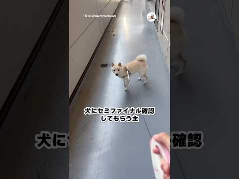 セミは急に動くから…｜PECO サムネイル