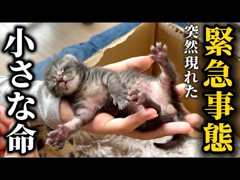 【新入り】生まれたての子猫を緊急保護しました…