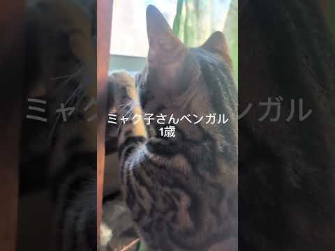 シャム猫ベンガル猫shorts funny cat猫ミャク子ガッツくん
