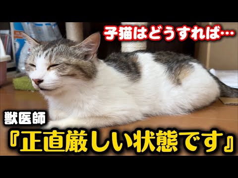 突然の体調不良…授乳期の母猫を襲う病気とは