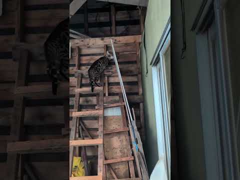 ベンガルシャム猫shorts funny catkitten 猫bhojpuri siamese サムネイル