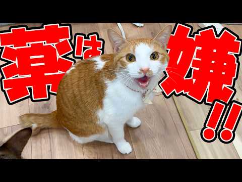【拒否】ついにチップがずっと騙されていたことに気づいてしまいました…。 サムネイル