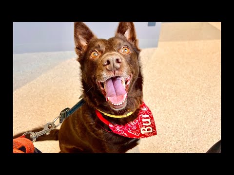 ワンコと出張してます！