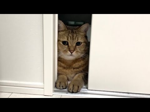 ドアの隙間から顔を出してしょんぼりしている猫に理由を聞いてみたら… サムネイル