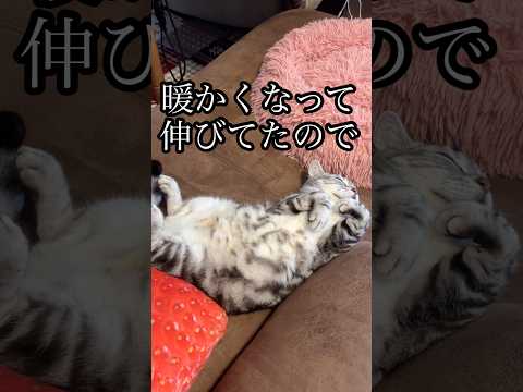 暖かくなって伸びてたので 猫 cat 猫ベット