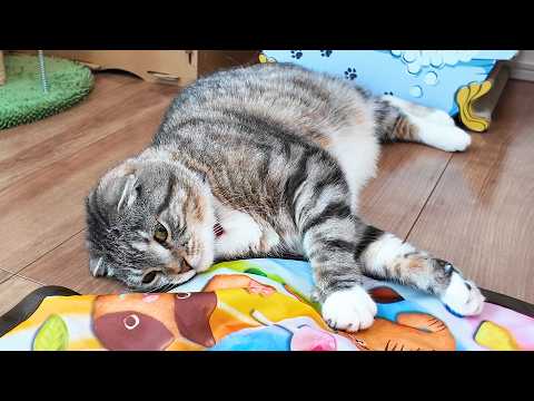 電動猫おもちゃで運動不足を解消したかったんですが…🤣🤣🤣 ｜キャッチミーイフユーキャン2 サムネイル