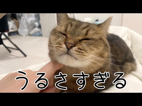 最近爆睡中のイビキがうるさすぎる猫が相変わらず可愛い… サムネイル