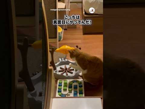 回したらご飯出てくるやつ、出てこない…｜PECO サムネイル