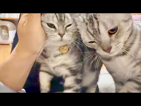 ねこモテおじ。 サムネイル