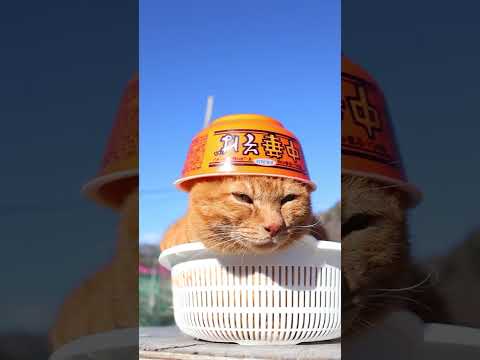 中華そば　AKAGI　　260227　のせ猫　 cat cute kitten　 猫のいる暮らし cutecat ねこ… サムネイル