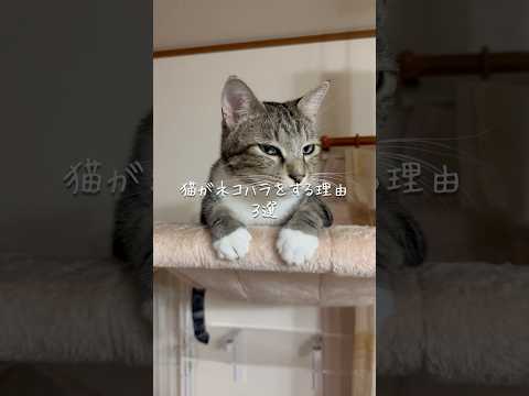 猫がネコハラをする理由3選 猫 ねこ 猫のいる暮らし 保護猫 猫動画 猫好きさんと繋がりたい 雑学 豆知識 VOICE… サムネイル