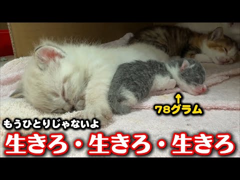 畑に産み落とされた子猫は必死に生きています サムネイル