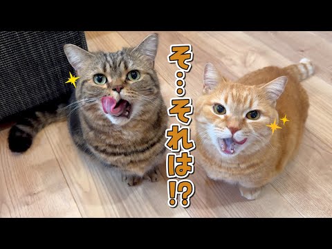 こっそりおやつを出そうとしただけで目を輝かせる食いしん兄弟猫が可愛すぎる！ サムネイル