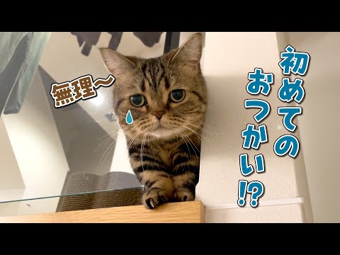 愛猫にパパを起こしに行ってもらったら寂しくて泣いちゃいました… サムネイル