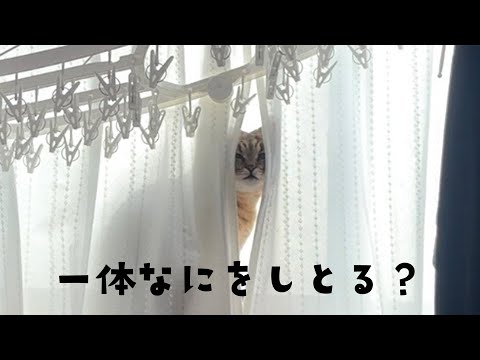 カーテンの隙間から顔を細めた猫がこちらをみているんだが？？ サムネイル