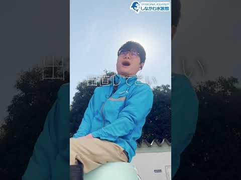 水族館飼育員のゆるゆるVlog③＠しながわ水族館【魚類】 サムネイル