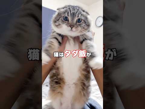 猫はタダ飯が大好き？りっちゃんたちはどうなのか抜き打ちテストした結果🤣🤣🤣 猫 サムネイル