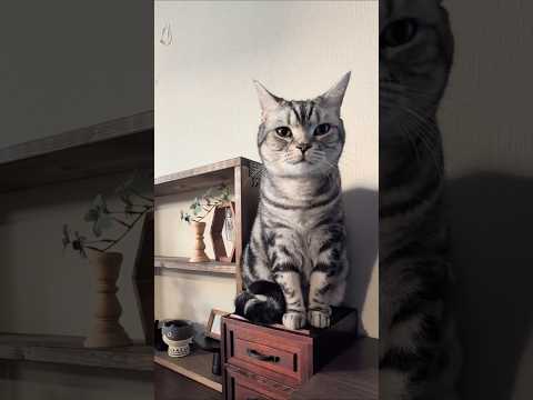 アメショーのラッテ アメショ アメリカンショートヘア 猫と暮らす家猫との暮らし猫 サムネイル