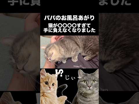 お風呂上がりにデレデレしてくる短足マンチカンが可愛すぎる...shorts 猫 猫好きさんと繋がりたい サムネイル