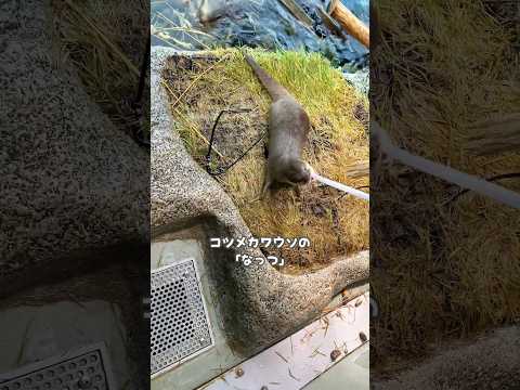 【コツメカワウソ】ホースを噛んで離さないなっつ【サンシャイン水族館】shorts 水族館 サムネイル