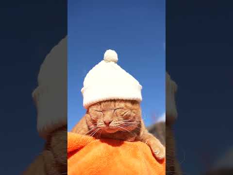しろぼう　260206　のせ猫　 cat ねこ 猫のいる暮らし　 cute　 ネコ　 猫のいる生活　 cutecat… サムネイル